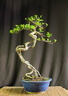 malus neagari 150411a