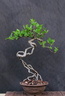 malus neagari 150418a