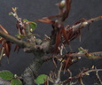 fagus01 150707a