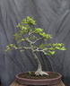 fagus01 150720a