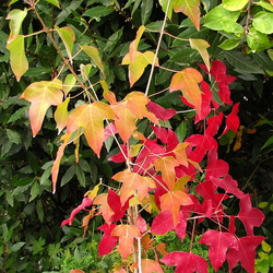 Acer discolor