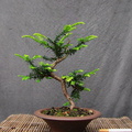taxus05 160603a