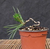 Pinus thunbergii 13-04
