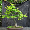 fagus01 160727a