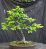 fagus01 160727c