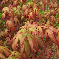Acer p. 'Red Wine'