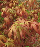 Acer p. 'Red Wine'