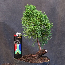 Juniperus sinensis 03