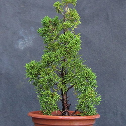 Juniperus sinensis 03m1