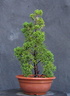 Juniperus sinensis 03m1