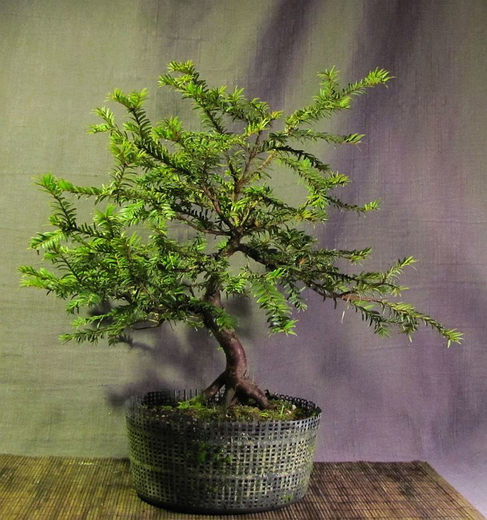 taxus02 161201a