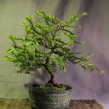 taxus02 161201a