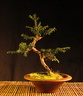 taxus05 170217a