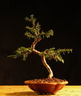 taxus05 170311a