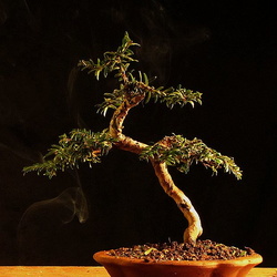Taxus baccata 5