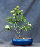 Pyracantha angustifolia 3
