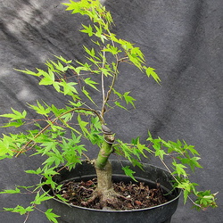 Acer p. palmatum 17
