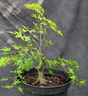 Acer p. palmatum 17
