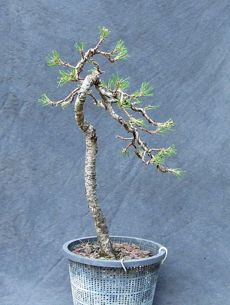 pin_sylv09_170614b.jpg