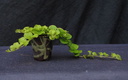 lysimachia 170715a