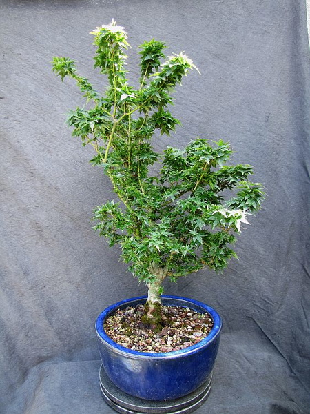 acer.p.crispif00_170721a.jpg
