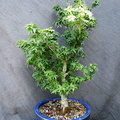 acer.p.crispif00 170721b