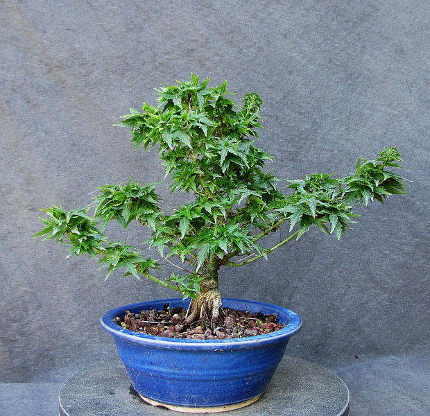 acer.p.shishigashiraM01_170721a.jpg
