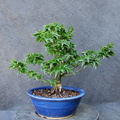 acer.p.shishigashiraM01 170721a