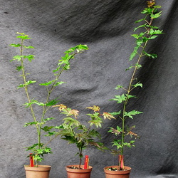 Acer shirasawanum - semis