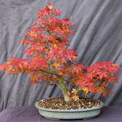 Acer p. palmatum 11
