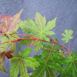 Acer pseudosielboldianum ssp. Takesimense