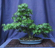 acerp11 180606a