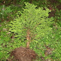 taxus07 180401a