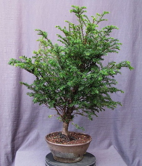 taxus07 180829a