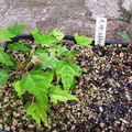 sem acer-morifolium 180906a