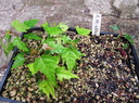 sem acer-morifolium 180906a