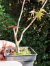 Acer p. palmatum 22 