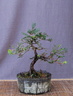 taxus02 181021a