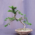 taxus05 190815a