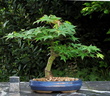 Acer p. palmatum 20