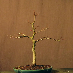 Acer p. palmatum 19