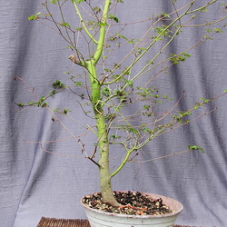 Acer p. palmatum 21