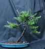larix20-07 210526a