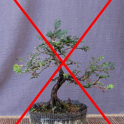 Taxus baccata 2