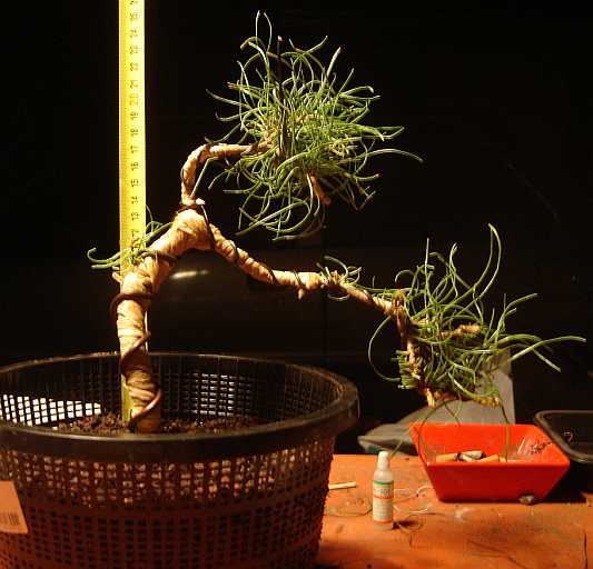 http://krizic.eu/bonsai/photos/upload/2012/06/26/20120626121612-e81ae321.jpg