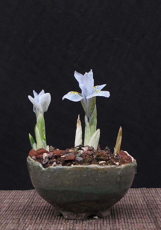 iris-reticulata03 130316a